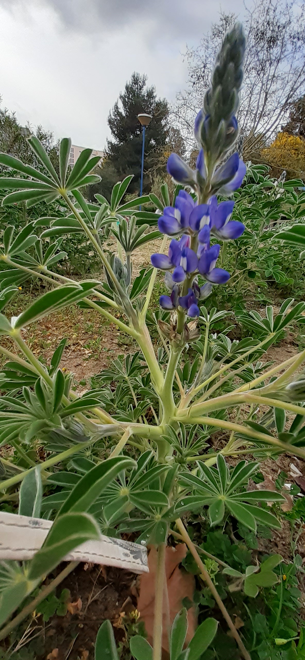 Tremoços em flor