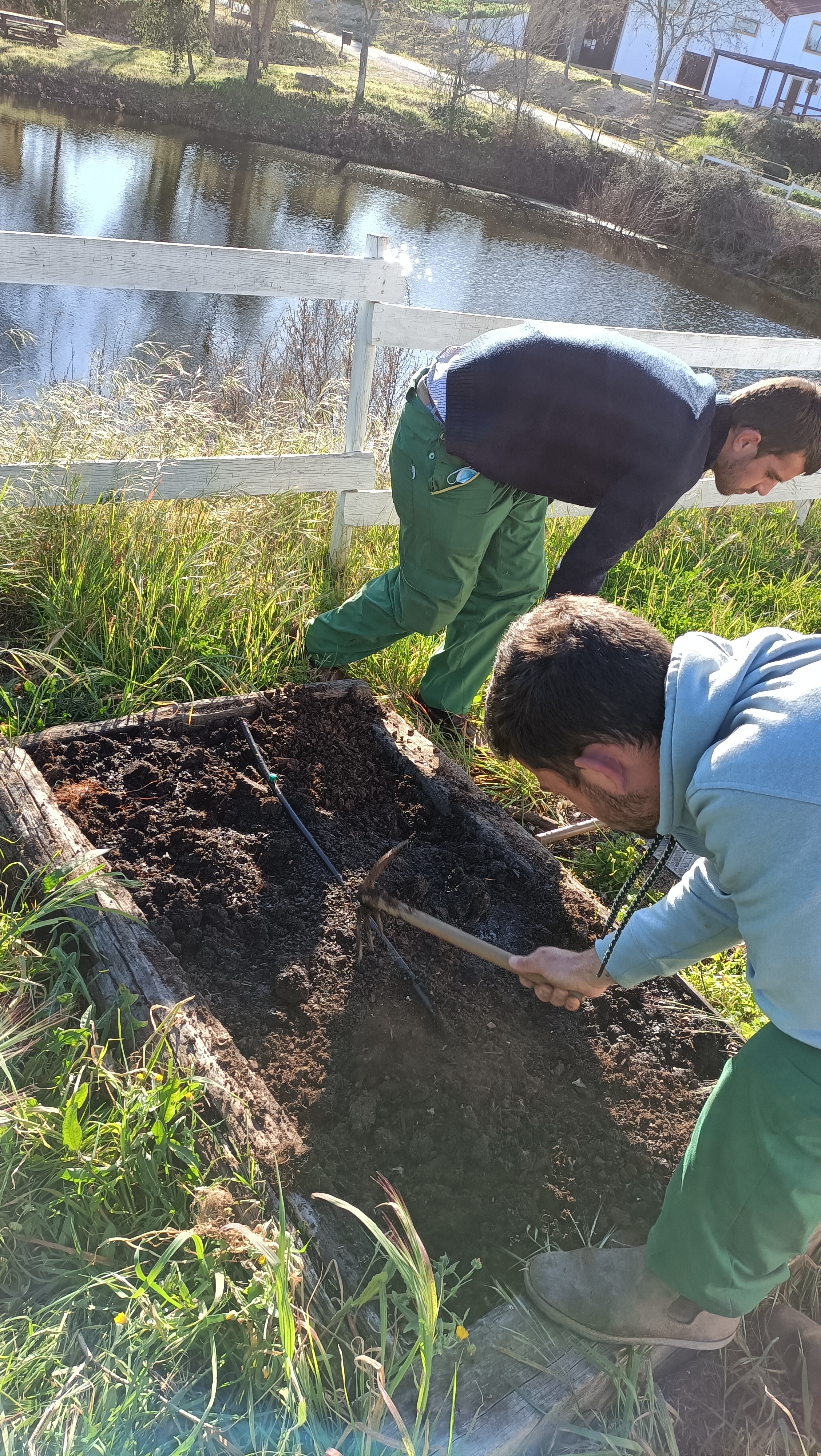 – Preparação de canteiros para sementeira de aromáticas