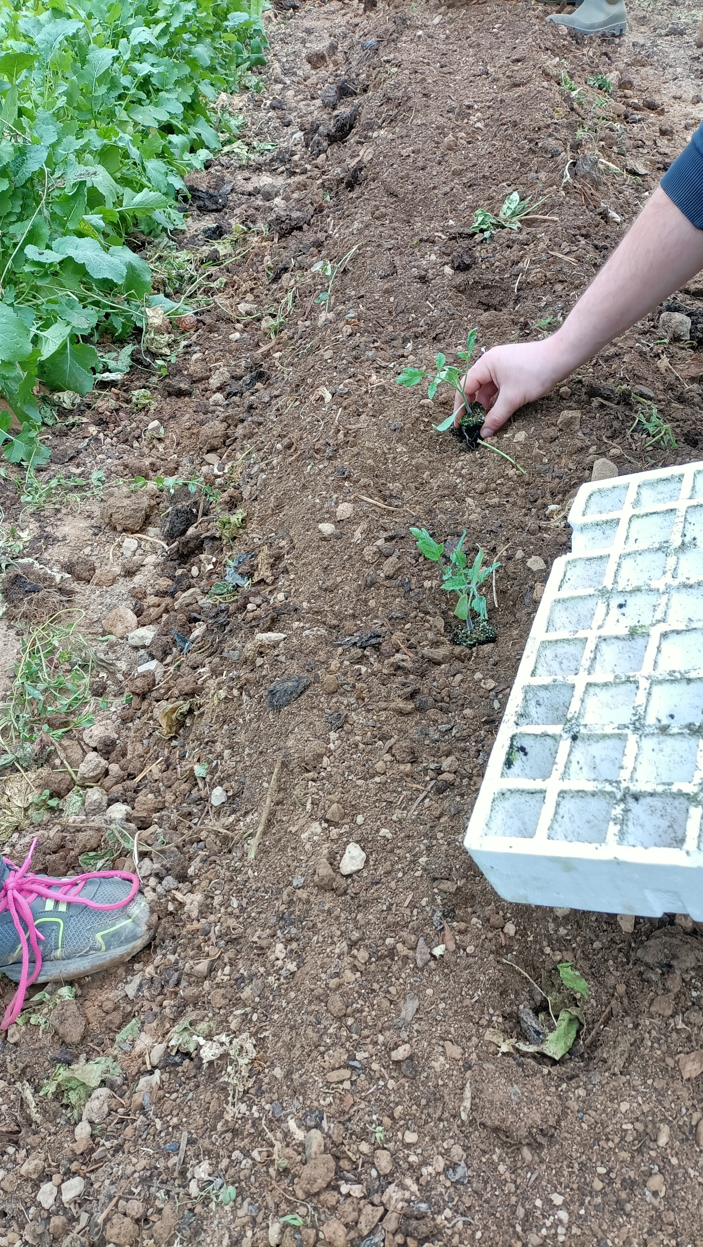 Plantação manual de tomateiros