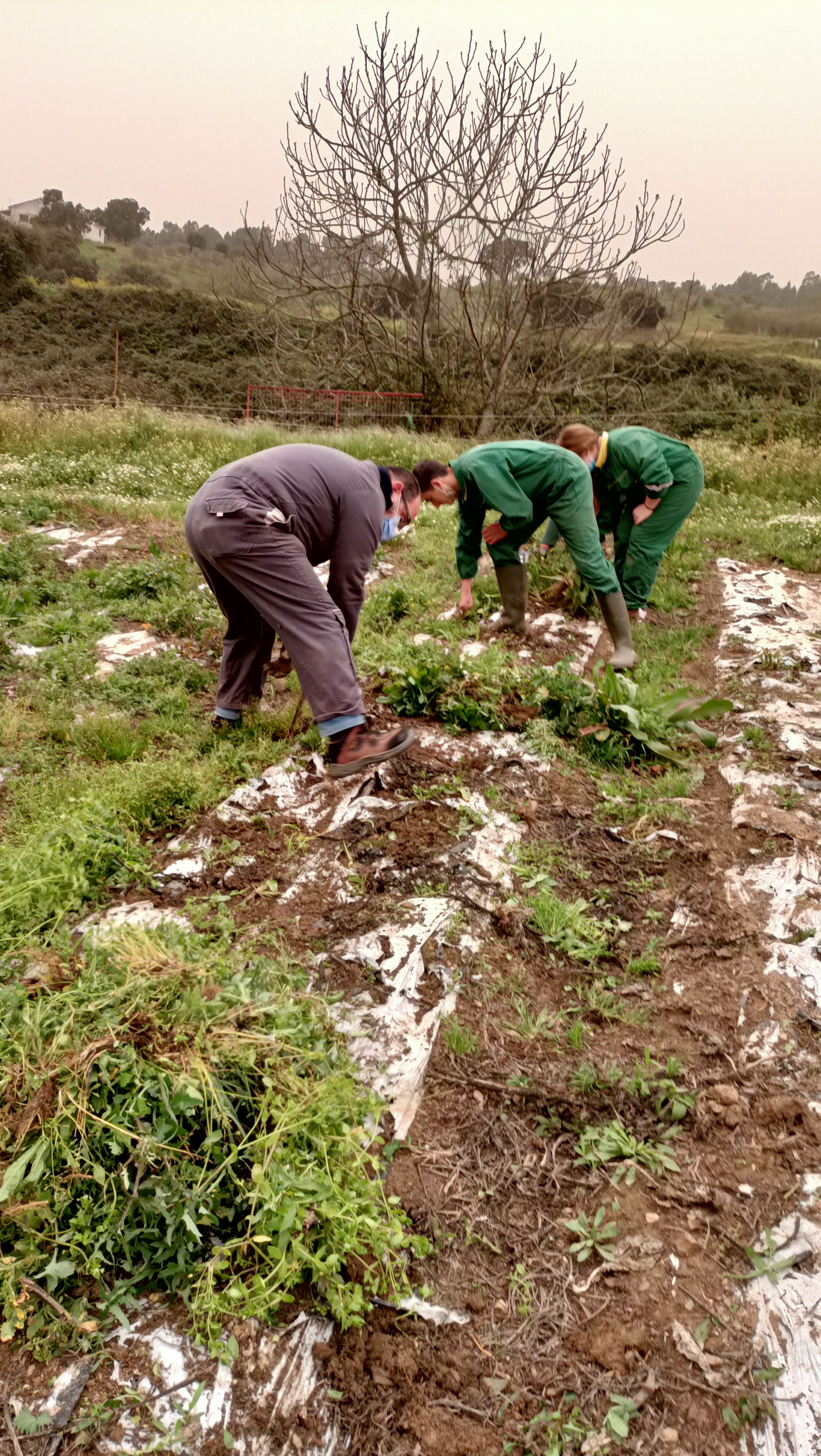 – Limpeza de plásticos para colocação de novas culturas de primavera verão