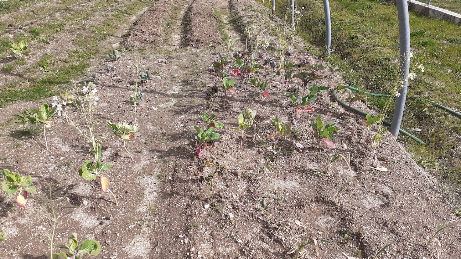 Floração da tronchuda