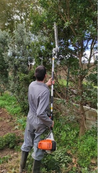 1ª Poda
No verão açoreano chove muito e as árvores, que servem de abrigo, crescem livremente.
Esta foto ilustra a poda dos ramos que cresceram para o espaço de trabalho.