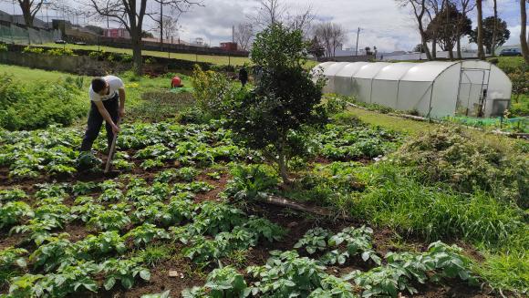 Visão geral:
Agora em março a horta tem outra cor (embora o verde domine!) É notória a diferença do arranque do ano letivo.