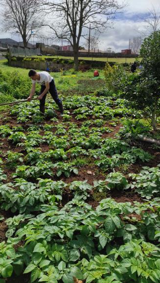 Sacho das batatas:
Após a ramagem romper pela terra, torna-se necessário sachar e abarbar. Sachar para ir retirando as invasoras e abarbar (chegar substrato para o pé da planta) para proteger do vento.