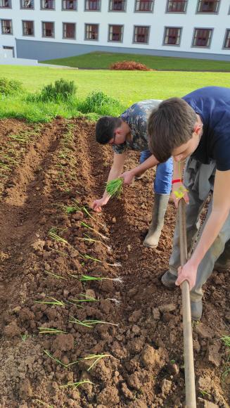 Cebolinho, que cheirinho.
O cebolinho que é primeiro um menino depois dá uma senhora cebola. Agora em inícios de primavera dá-se continuação a outras plantações, desta vez o registo do cebolinho.