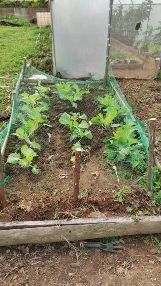 Couve, tão viçosa e vaidosa.
Foi plantada, mas tem que ser protegida dos gatitos, dos passarinhos e ratinhos, que vêm visitar a horta e sem querer deixam um pé de couve mal tratado.
