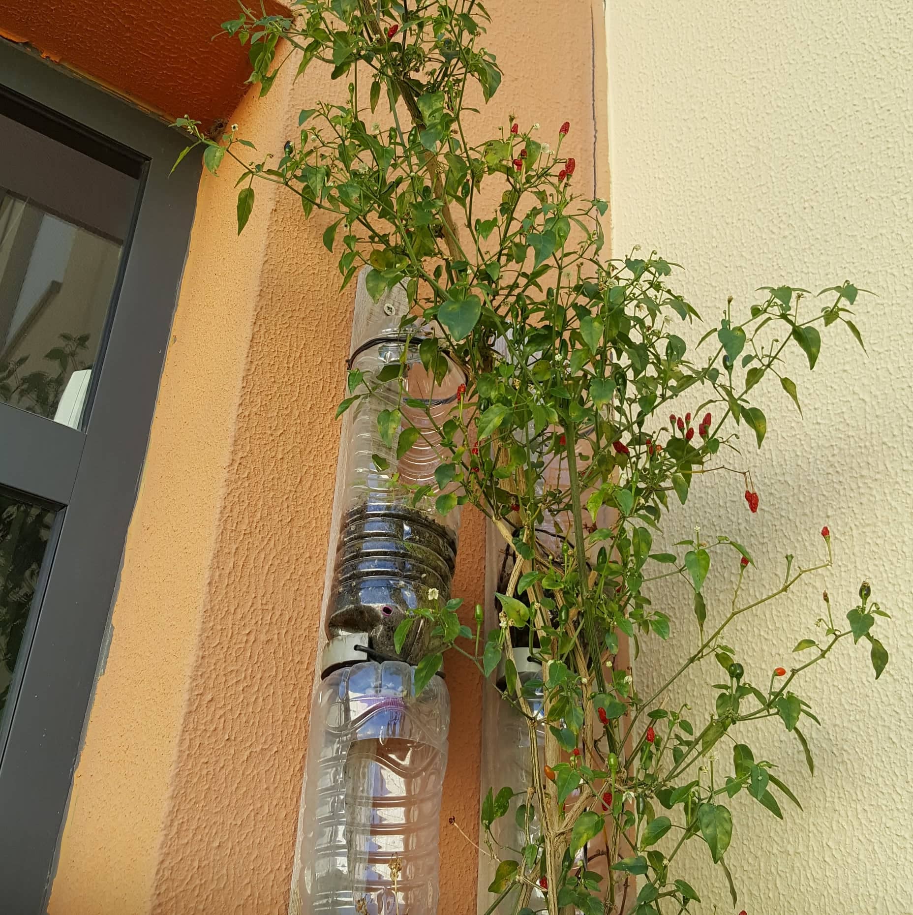 Horta Bio na vertical - Piri-piri - janeiro 2022
