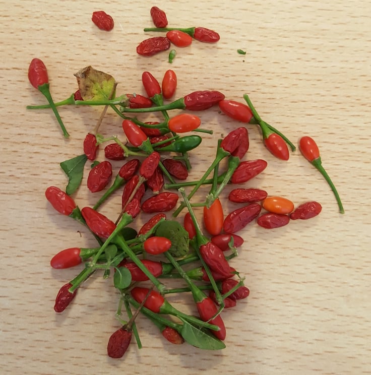 Produtos da Horta Bio - Piri-piri, em novembro 2021
