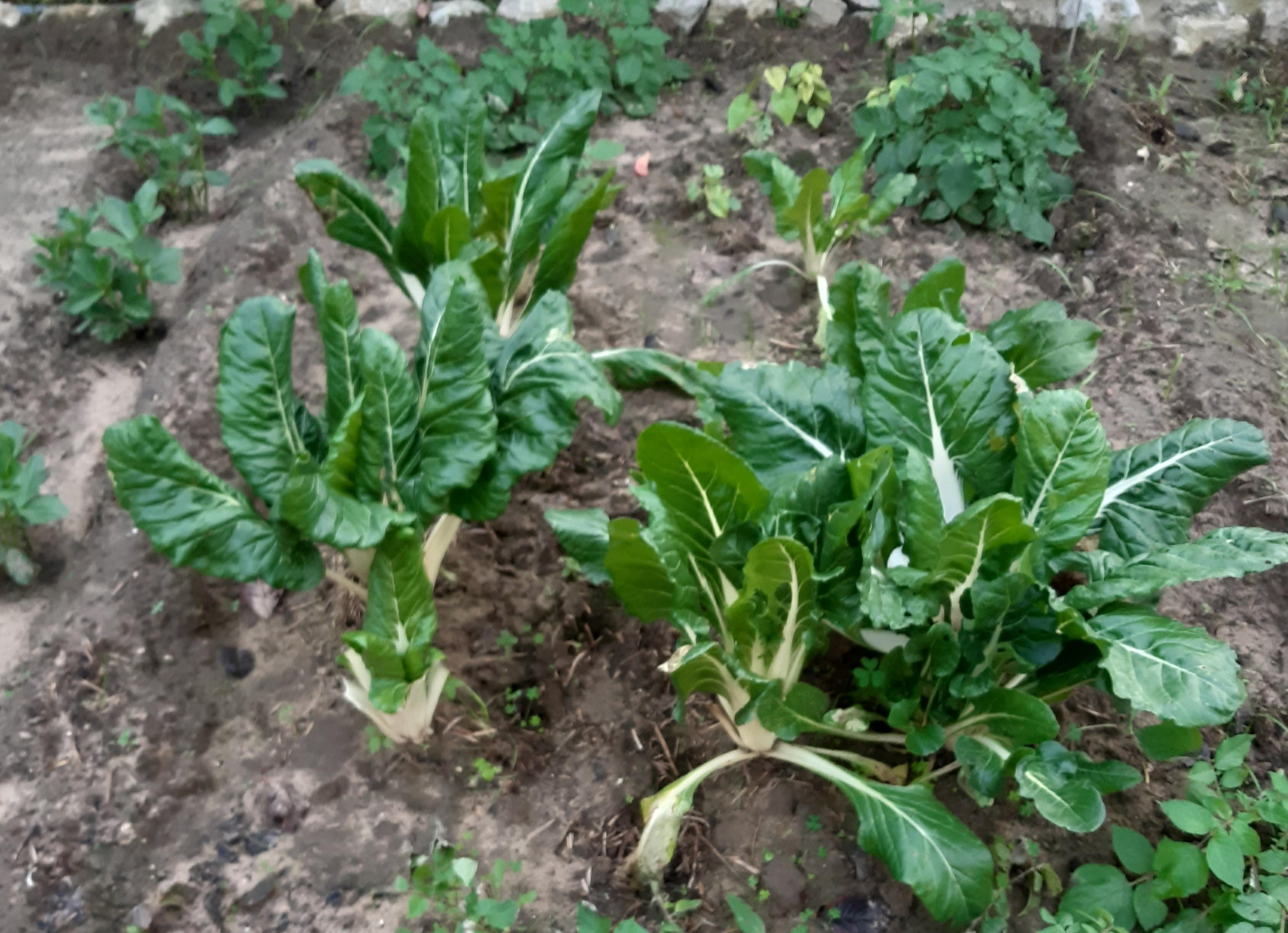 Produtos da horta.
