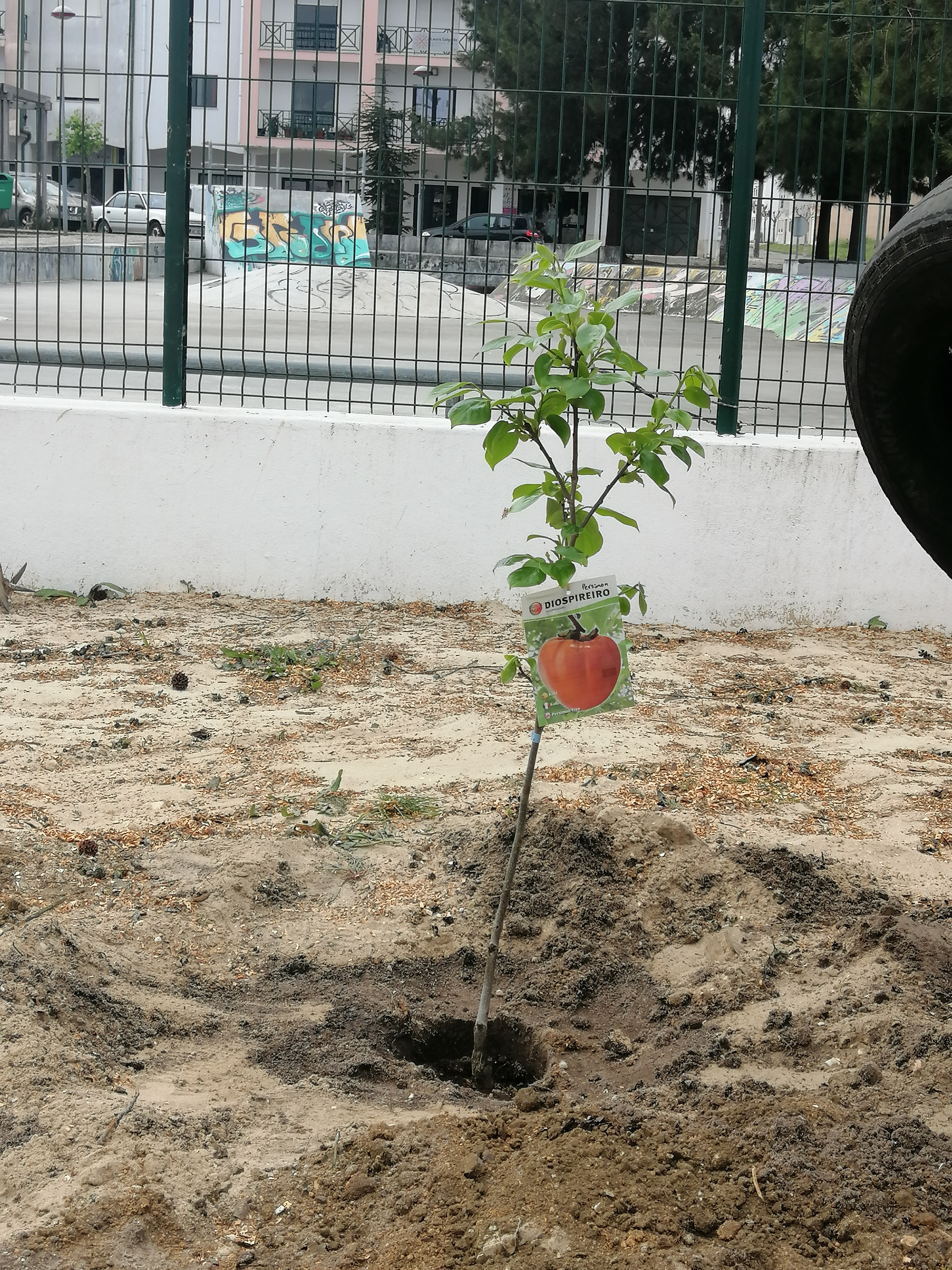 Plantação de um diospireiro (oferta de um encarregado de educação)