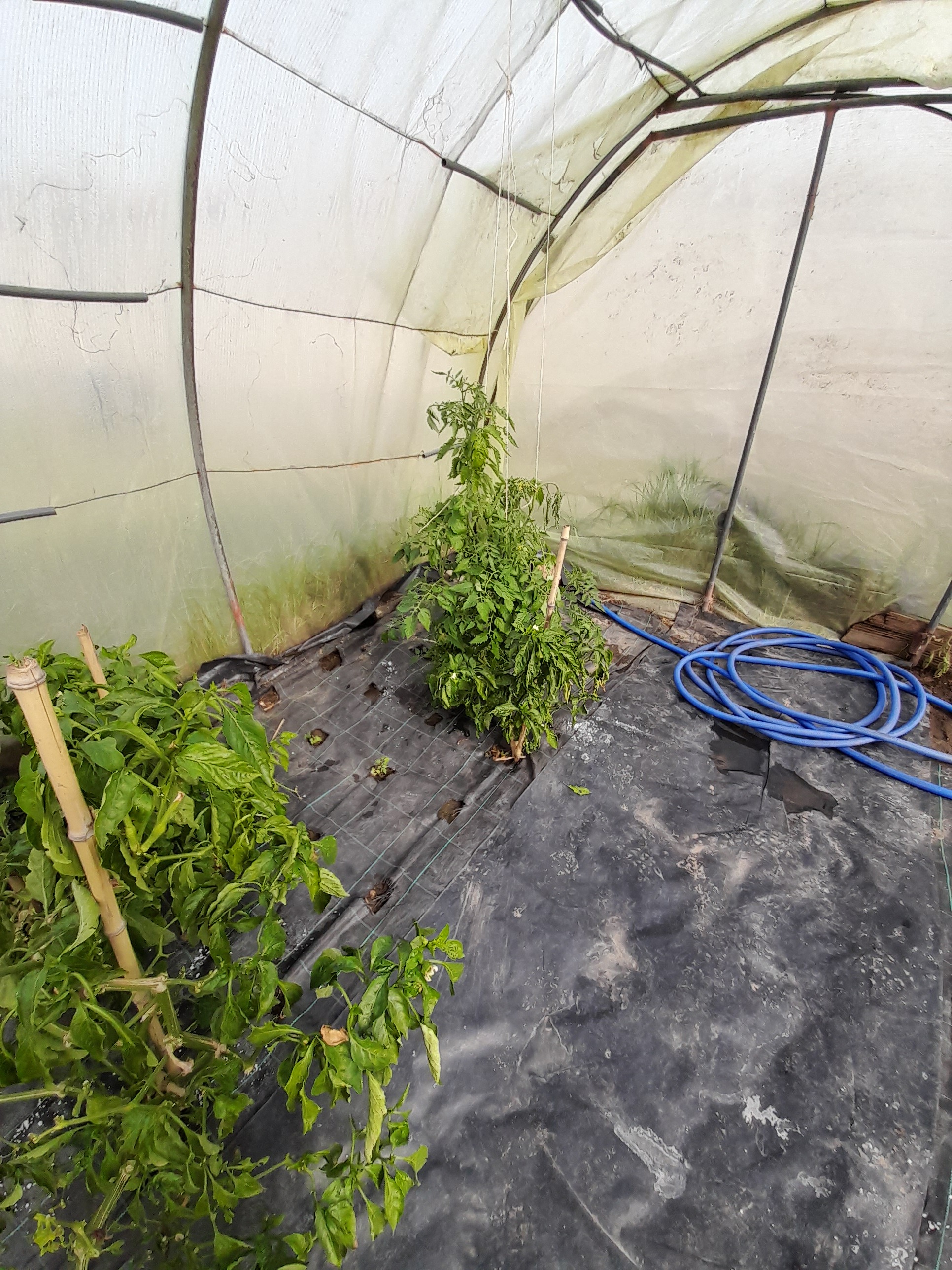 Tomates