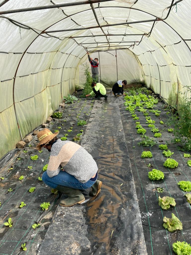 Trabalho na Estufa