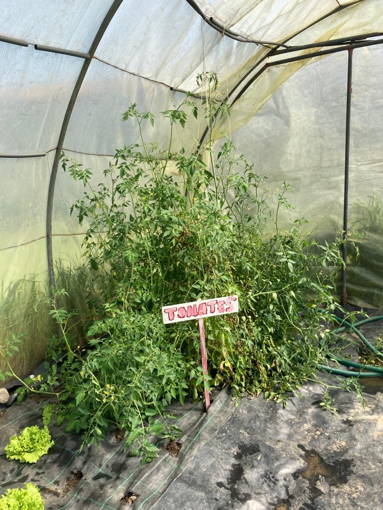 Tomates
