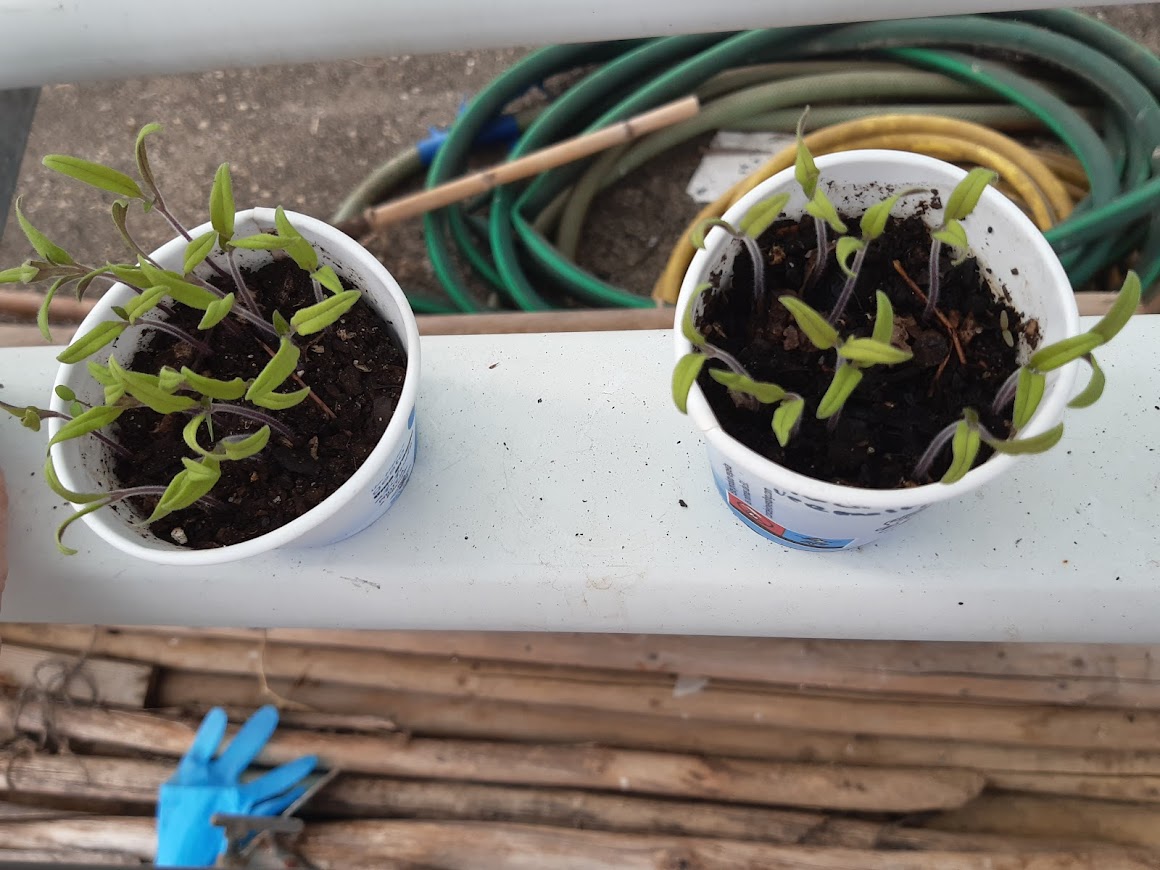 Sementeira de plantas na estufa para serem transplantadas para a horta