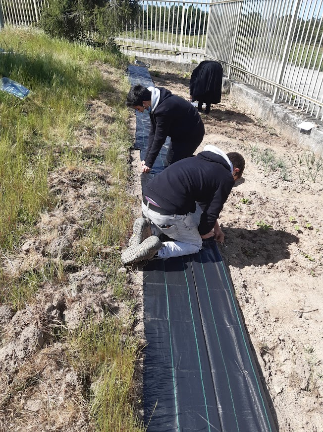 Os alunos colocaram uma tela na bordadura da horta para impedir as ervas de passarem para a horta