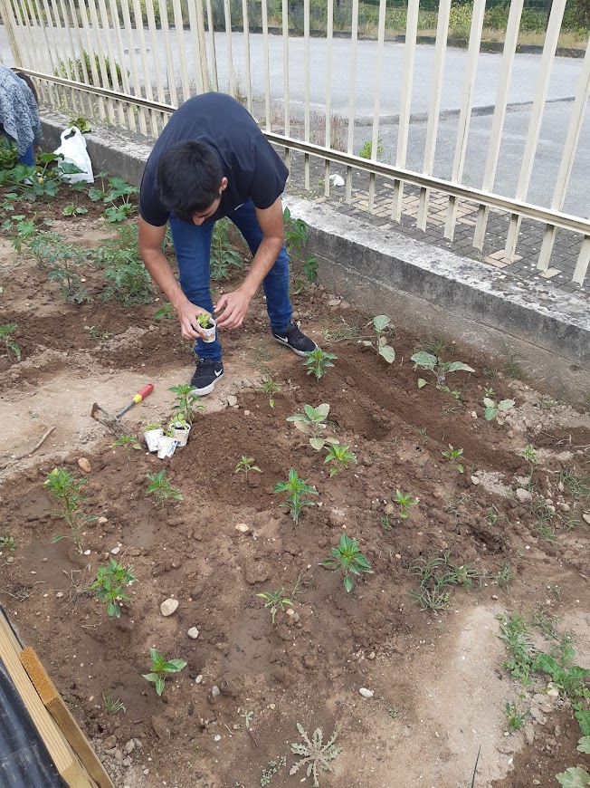 Plantando novas plantas