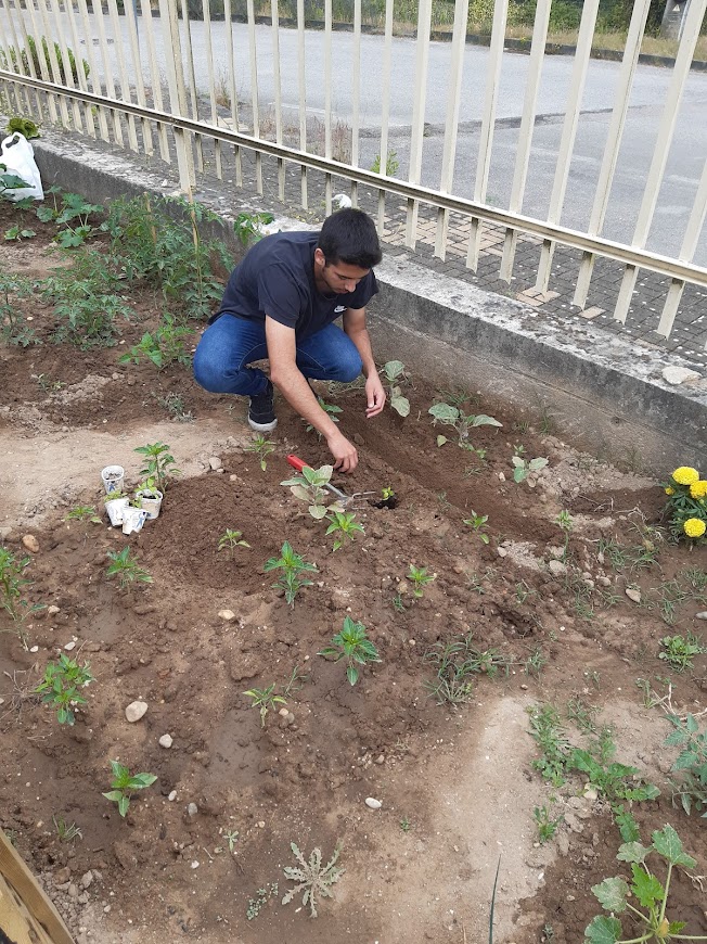 Abrindo regos transversalmente ao declive do terreno para evitar que a água da rega escorra toda até ao muro
