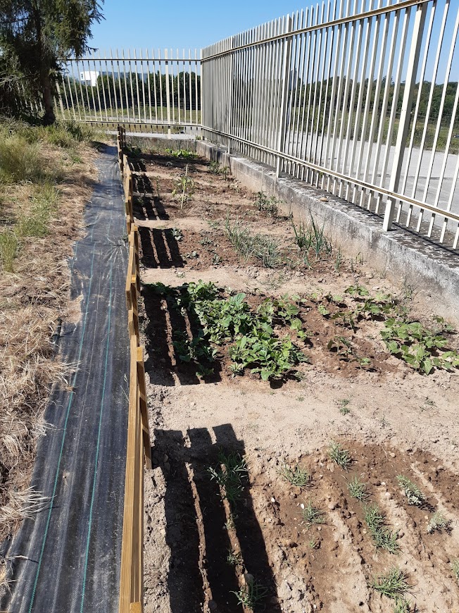 Alguns dos talhões da horta já plantados