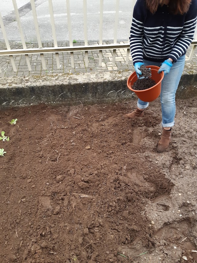 Adubando a horta, umas vezes com adubo orgânico comprado outras com composto, proveniente do compostor