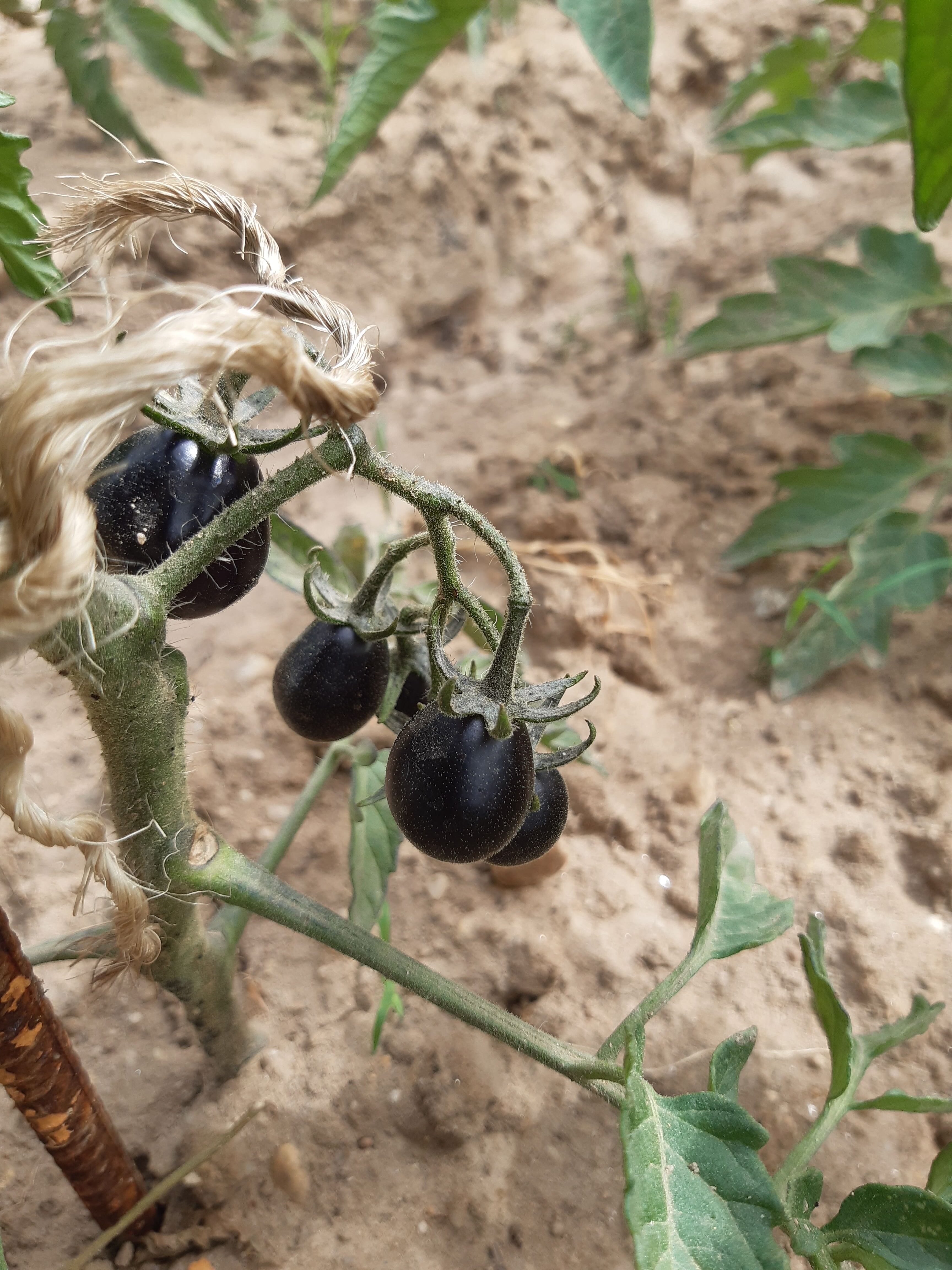 Os primeiros tomates, uma das muitas variedades plantadas na horta