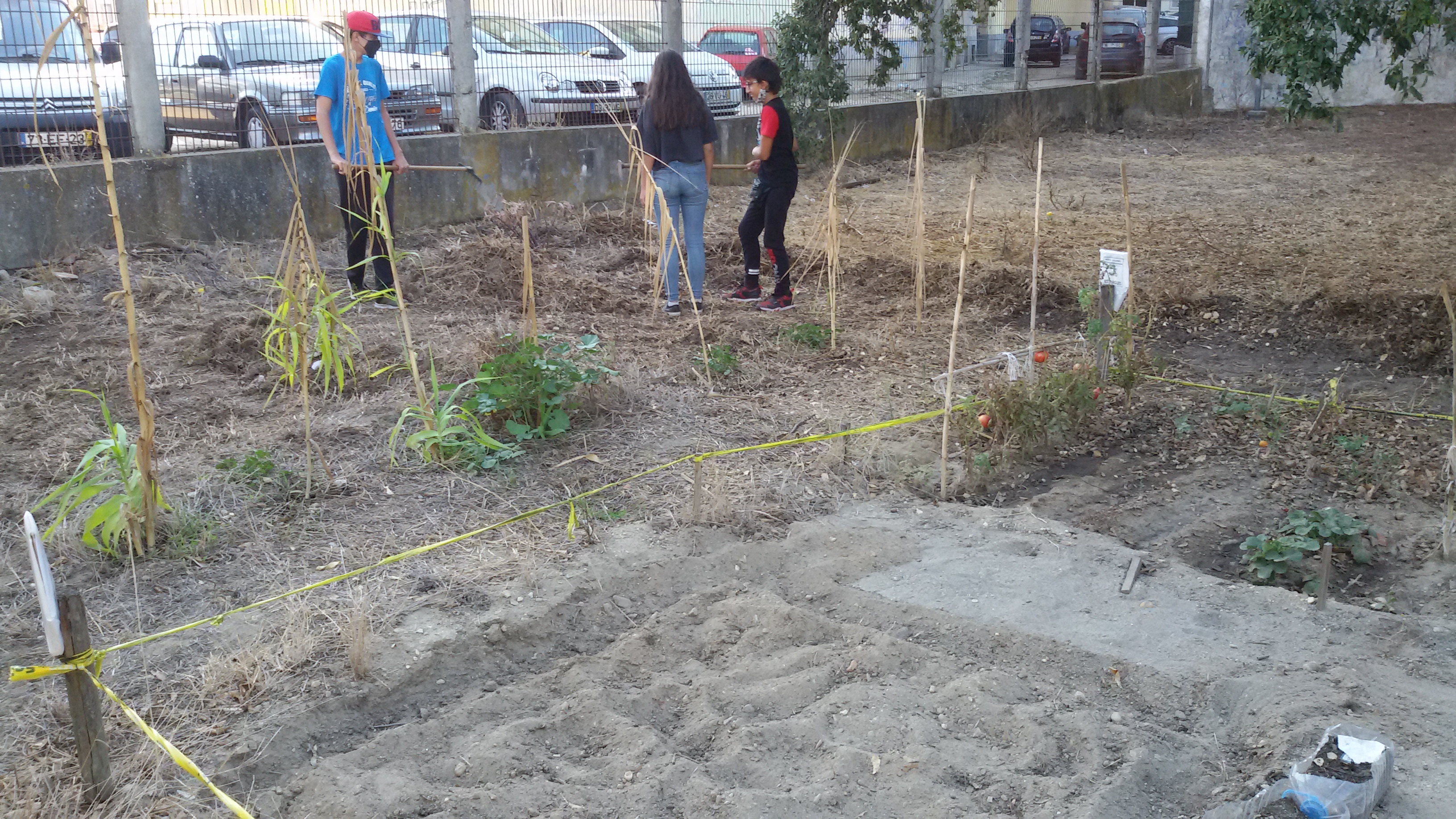 Preparação da terra. Utilização do composto do nosso compostor para fertilizar a terra.