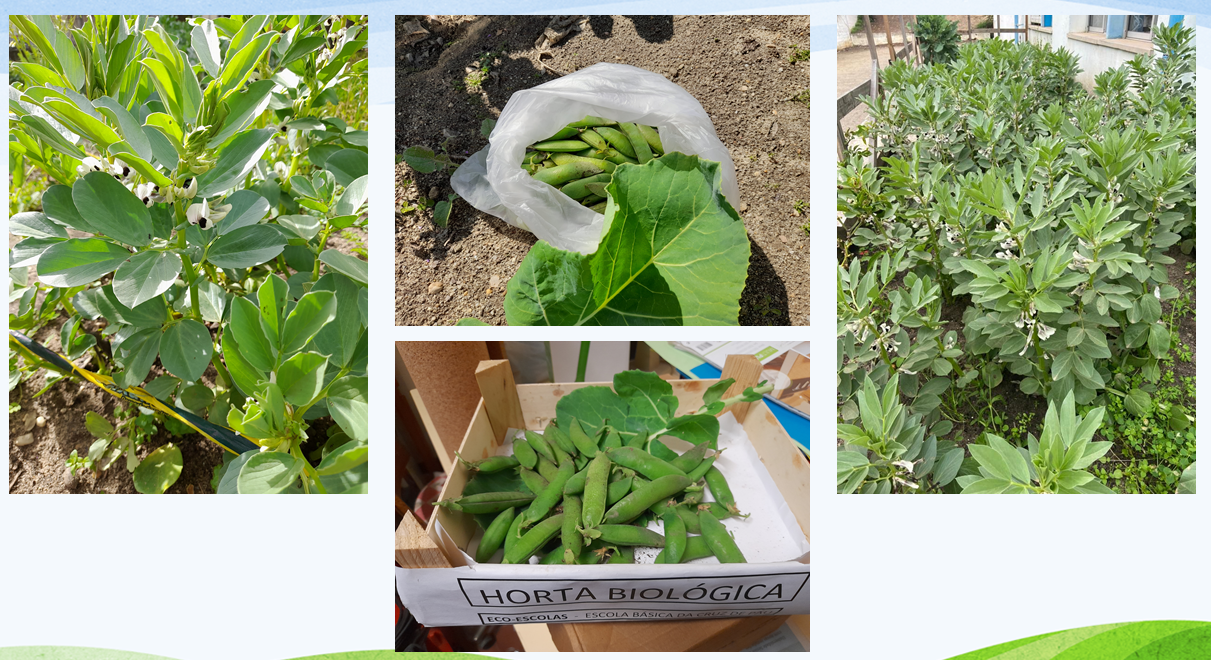 Favas