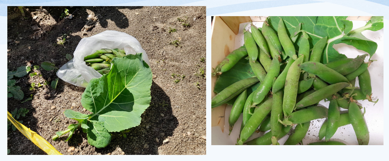 Colheita das favas.