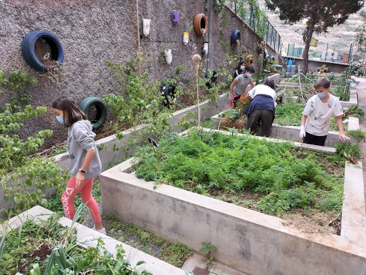 Colheita das hortícolas que resistiram às férias de verão!