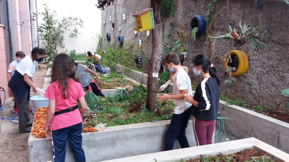 Depois da colheita, as hortícolas foram lavadas e entregues na cantina da escola, para preparação das refeições.