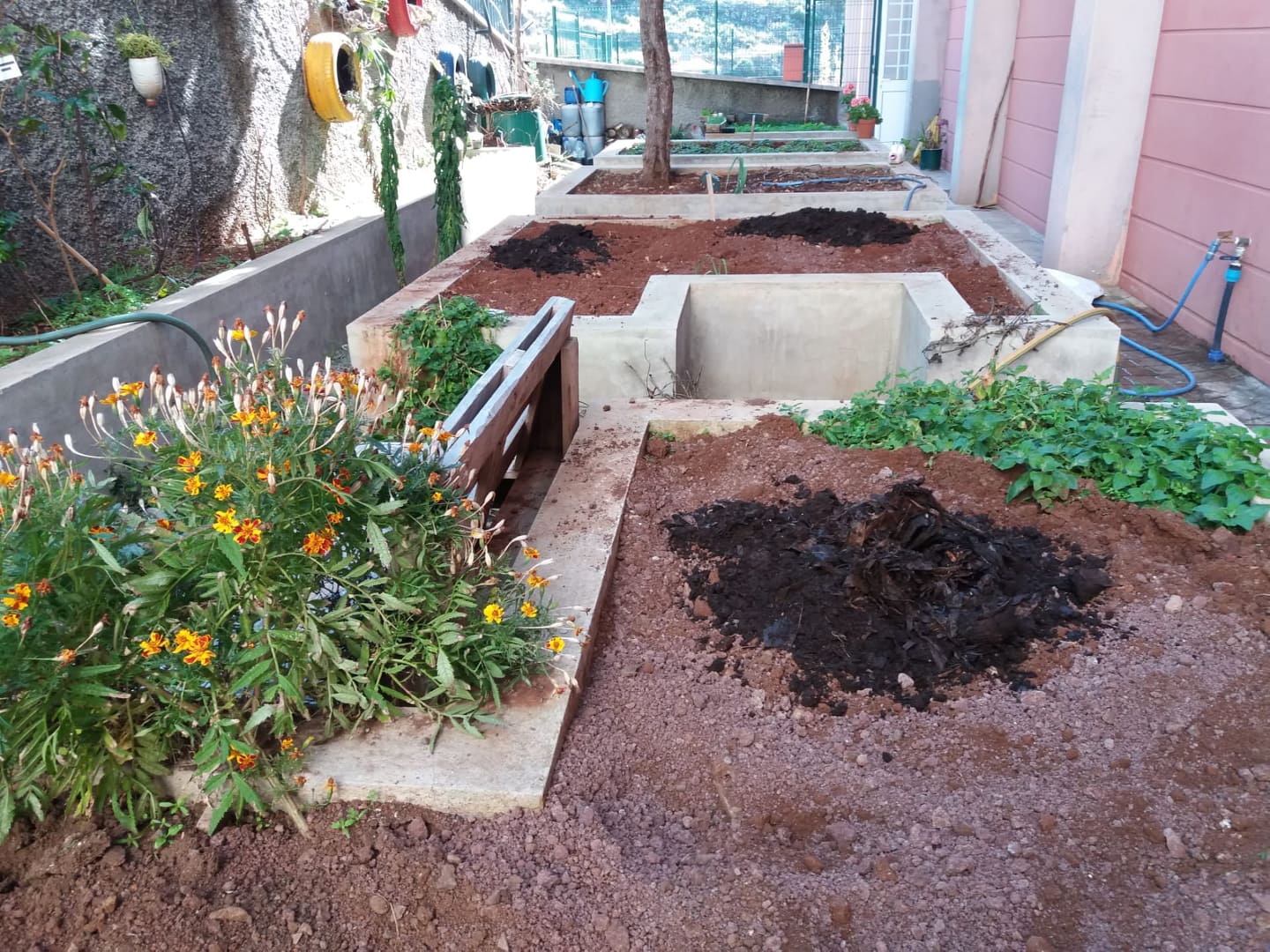Adição de composto ao solo, obtido do compostor da nossa horta, para tornar o solo mais fértil.