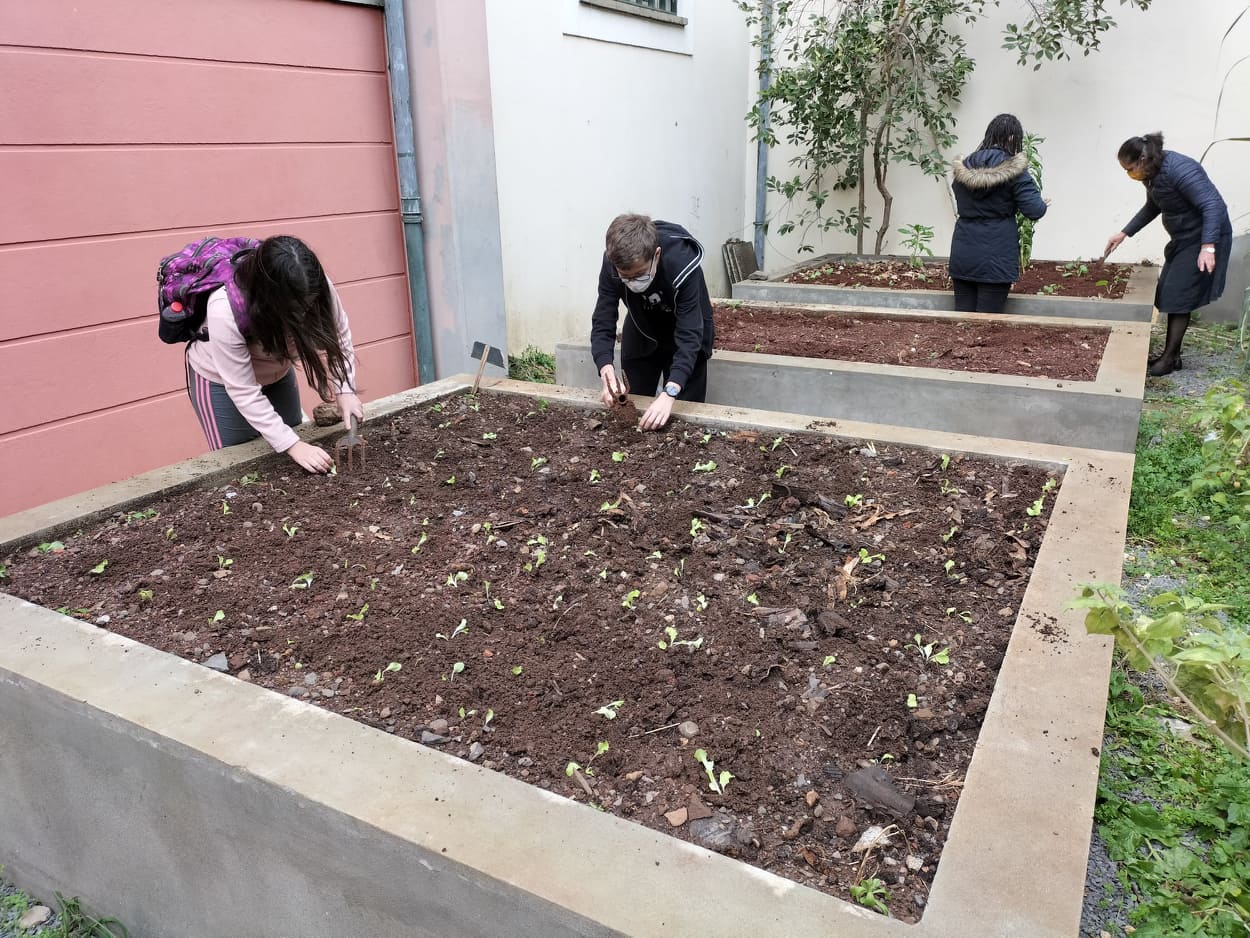 Plantio das hortícolas que irão ser tratadas pelos alunos do clube e colhidas no final.