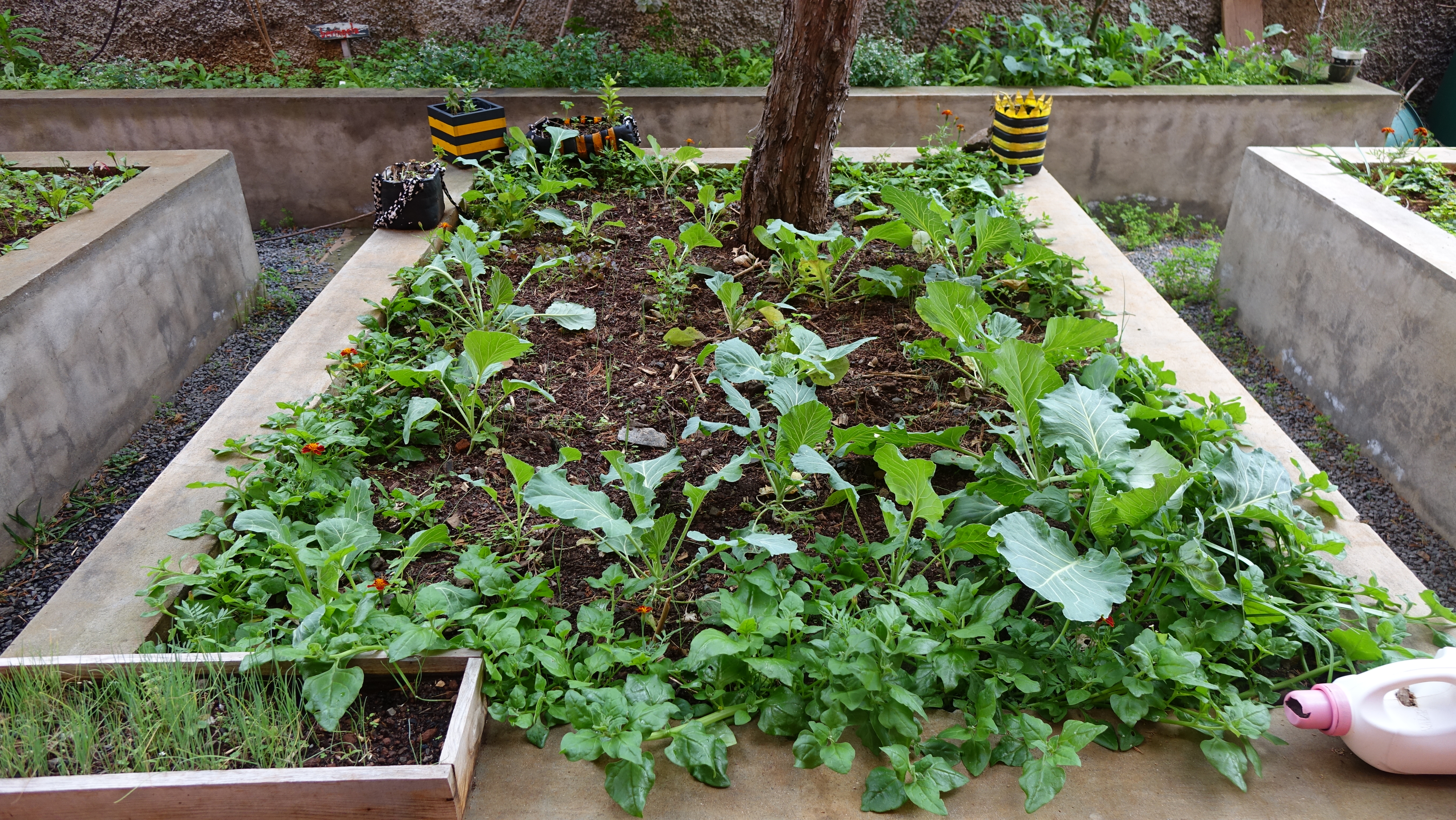 Visualização do canteiro de espinafres, alho francês, couves e plantas/flores inseticidas.