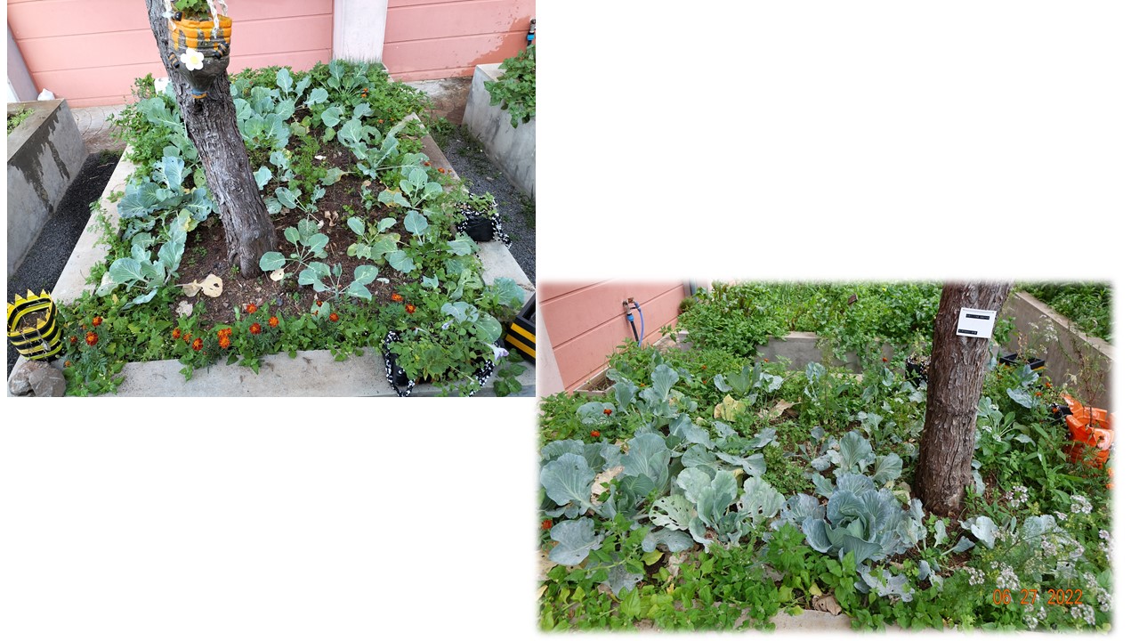 Canteiro de couve lombarda em consociação com plantas companheiras inseticidas, alho francês e espinafres.