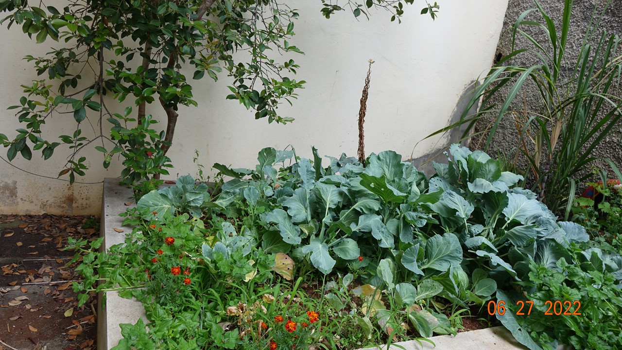 Canteiro de couve bróculos em consociação com plantas companheiras inseticidas, alho francês e espinafres.