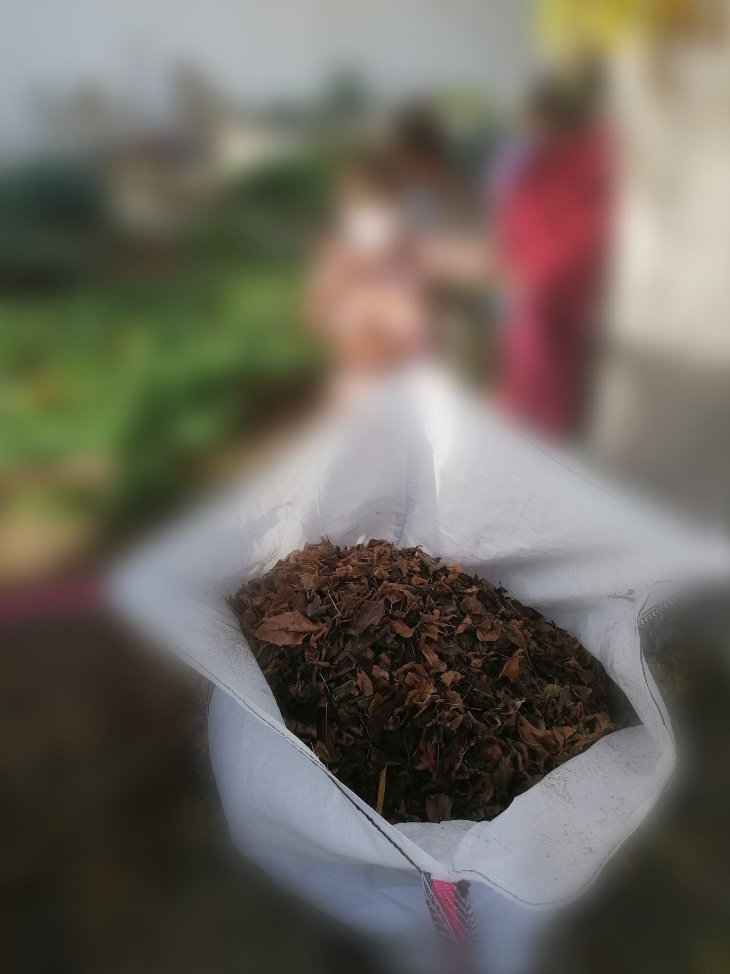 Recolha das plantas velhas