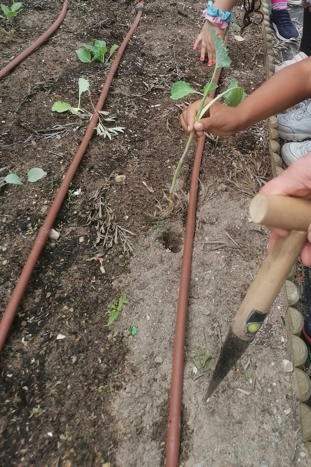 Vamos plantar!