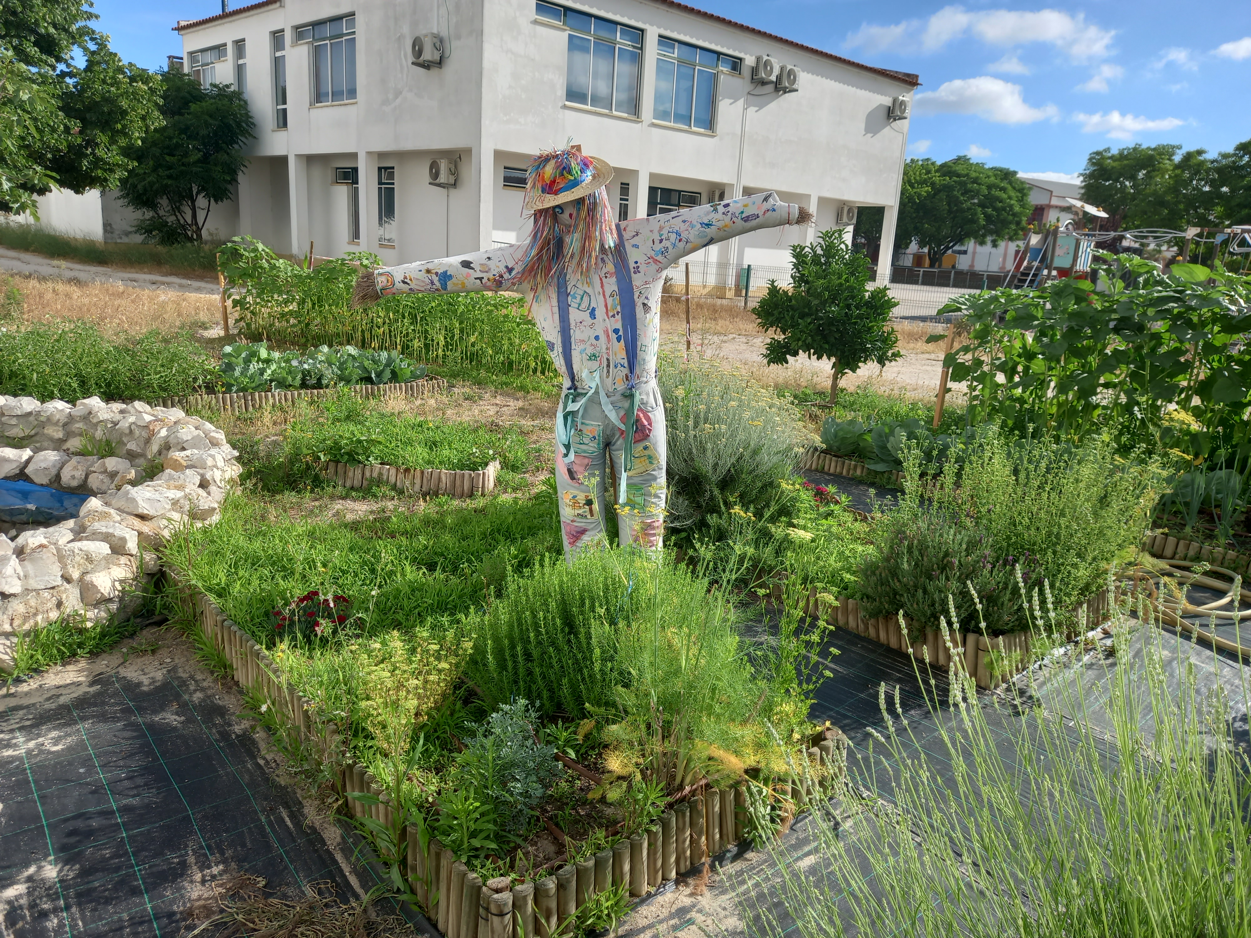 As aromáticas e o espantalho da nossa horta