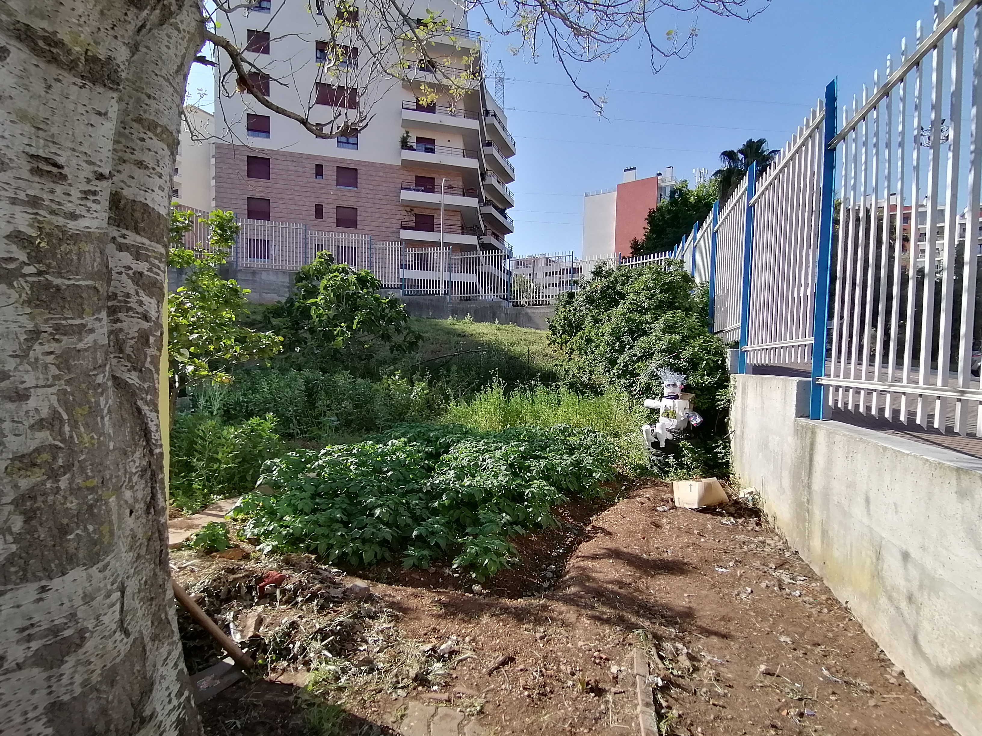 Aspeto geral da Horta.