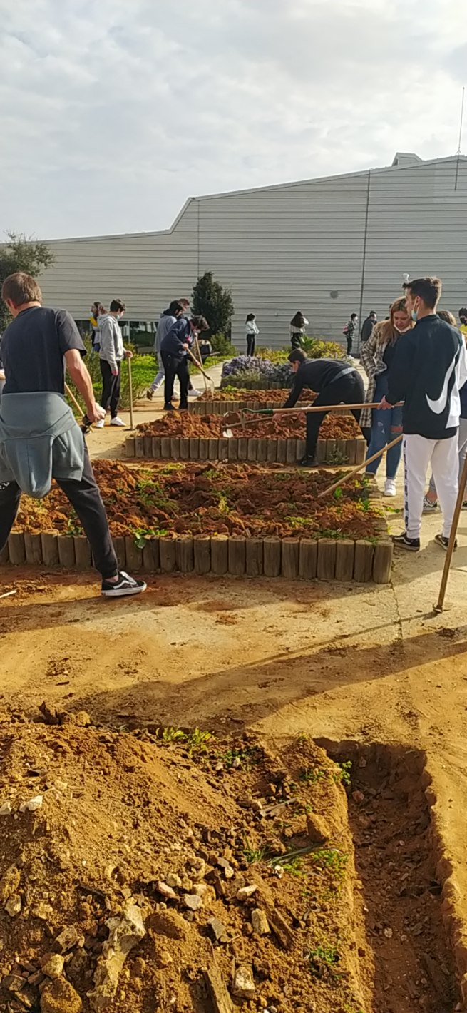 Com composto orgânico da Algar, trabalho dos alunos, trabalho dos professores, uma nova horta a nascer.