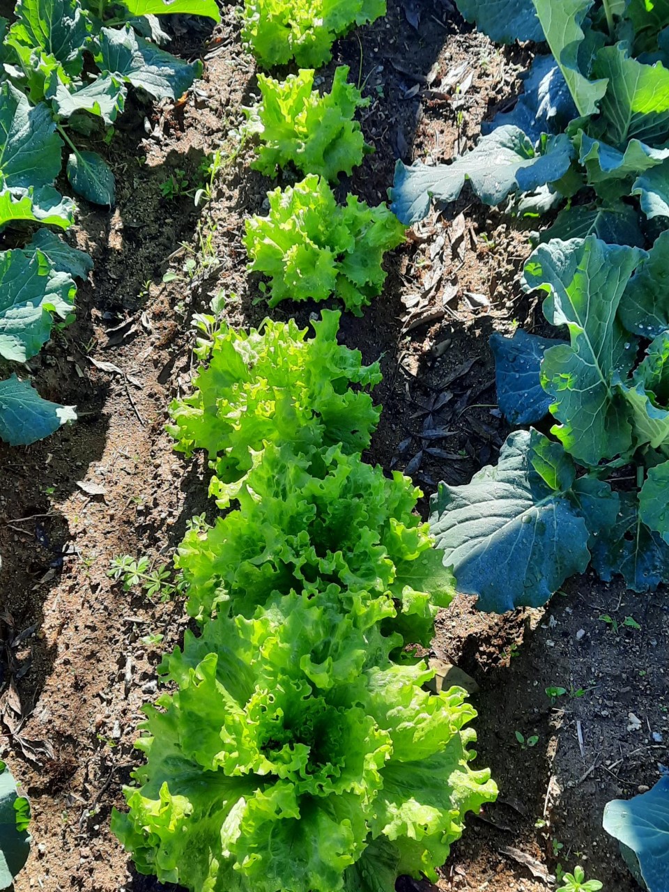 Tons de verde!