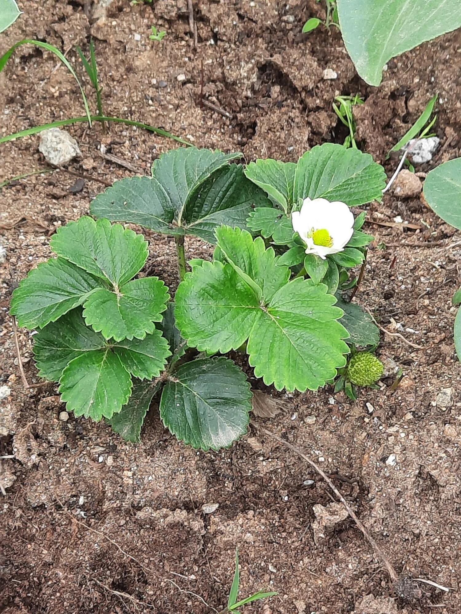 Morangueiro  em flor !