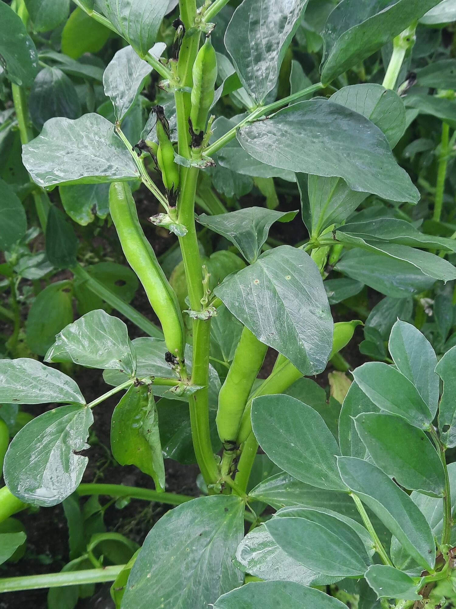 Favas contadas !