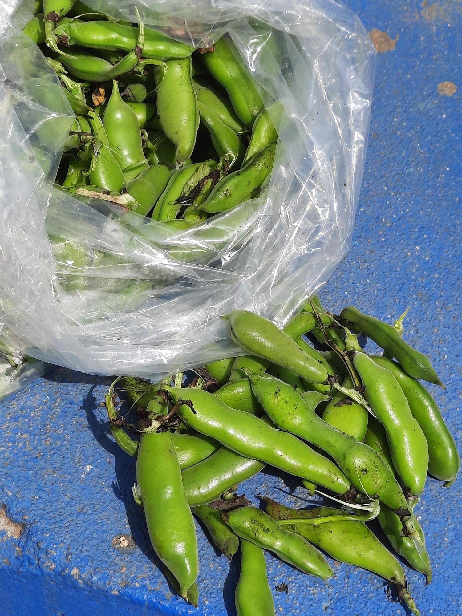 Favas Ricas !