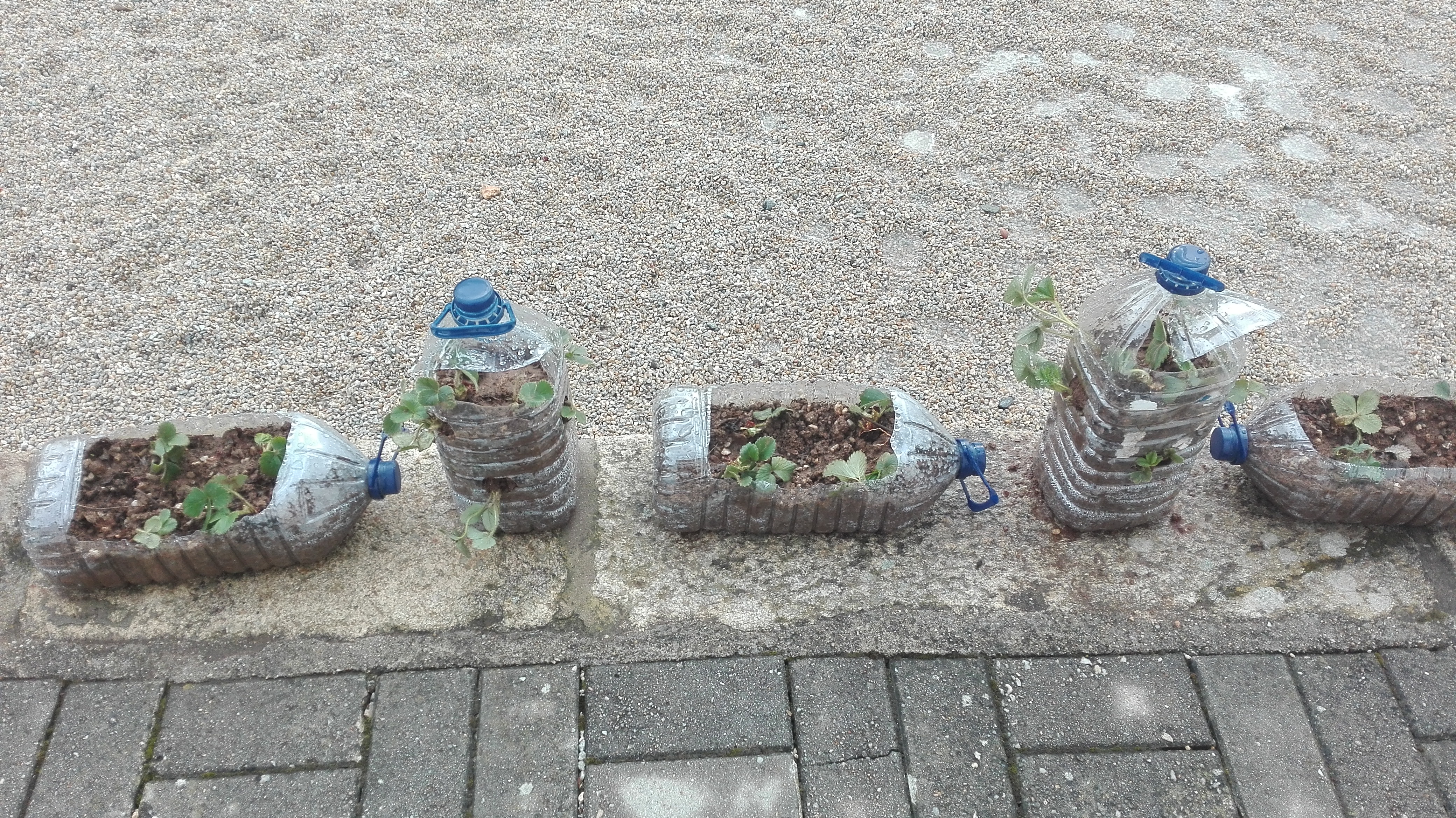 Plantação de morangueiros