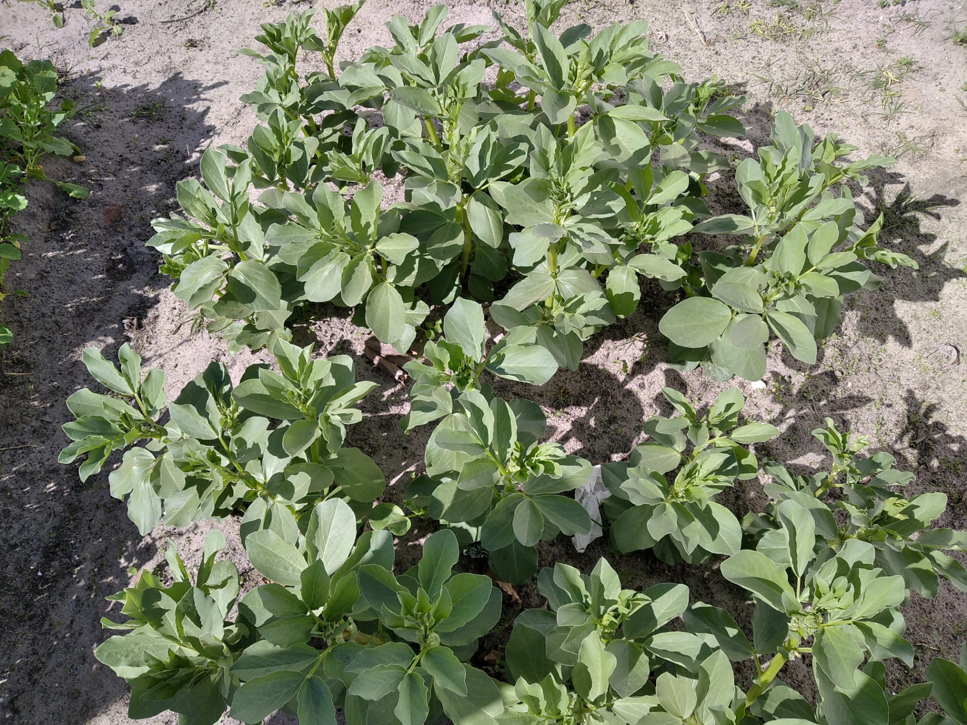 As favas estão a crescer
