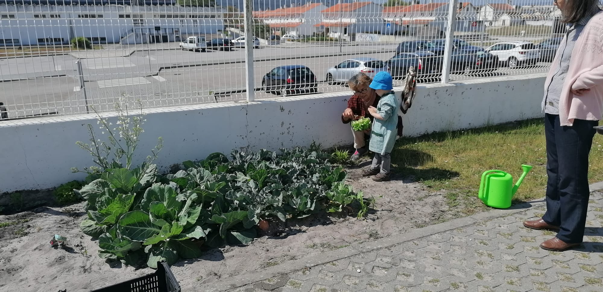 As alfaces que bonitas ficaram.