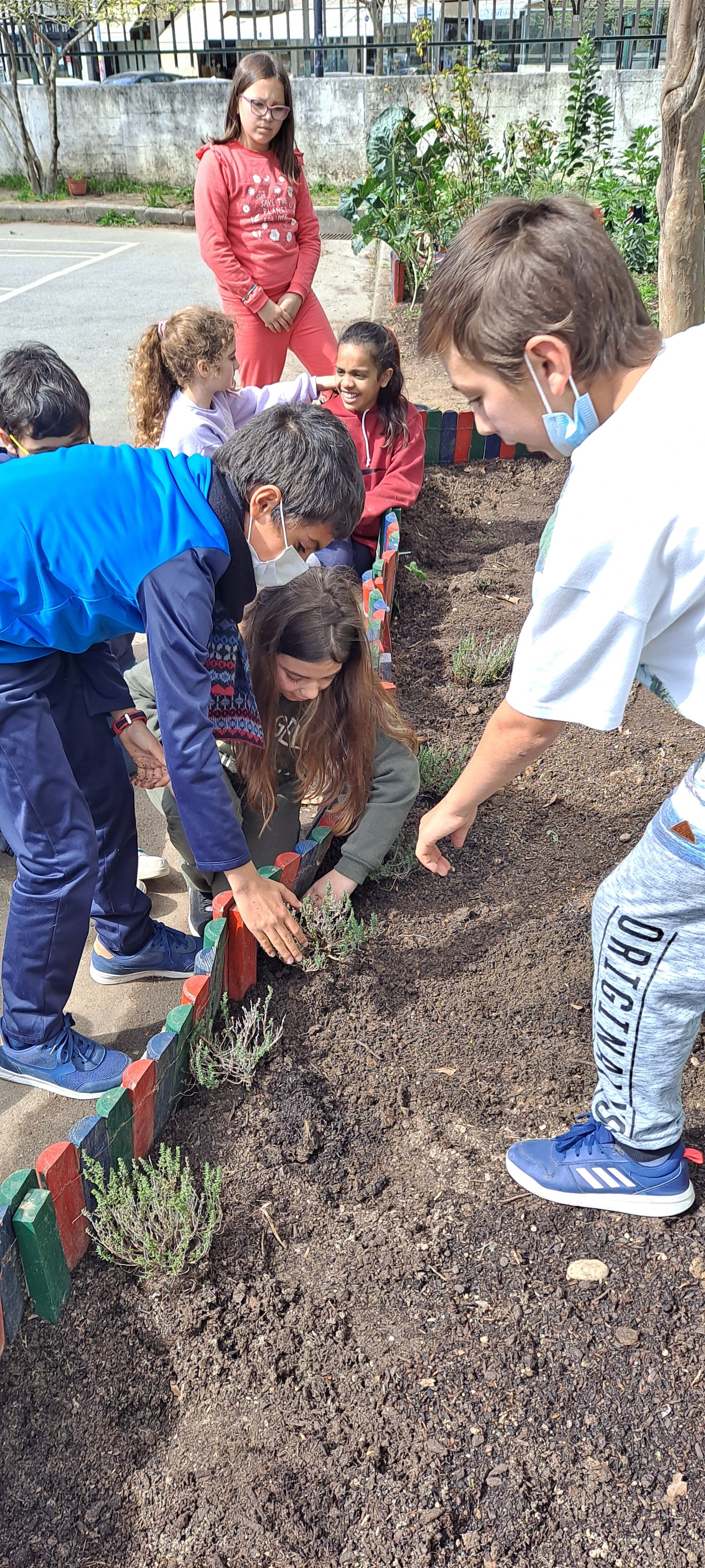 Plantação de plantas aromáticas.