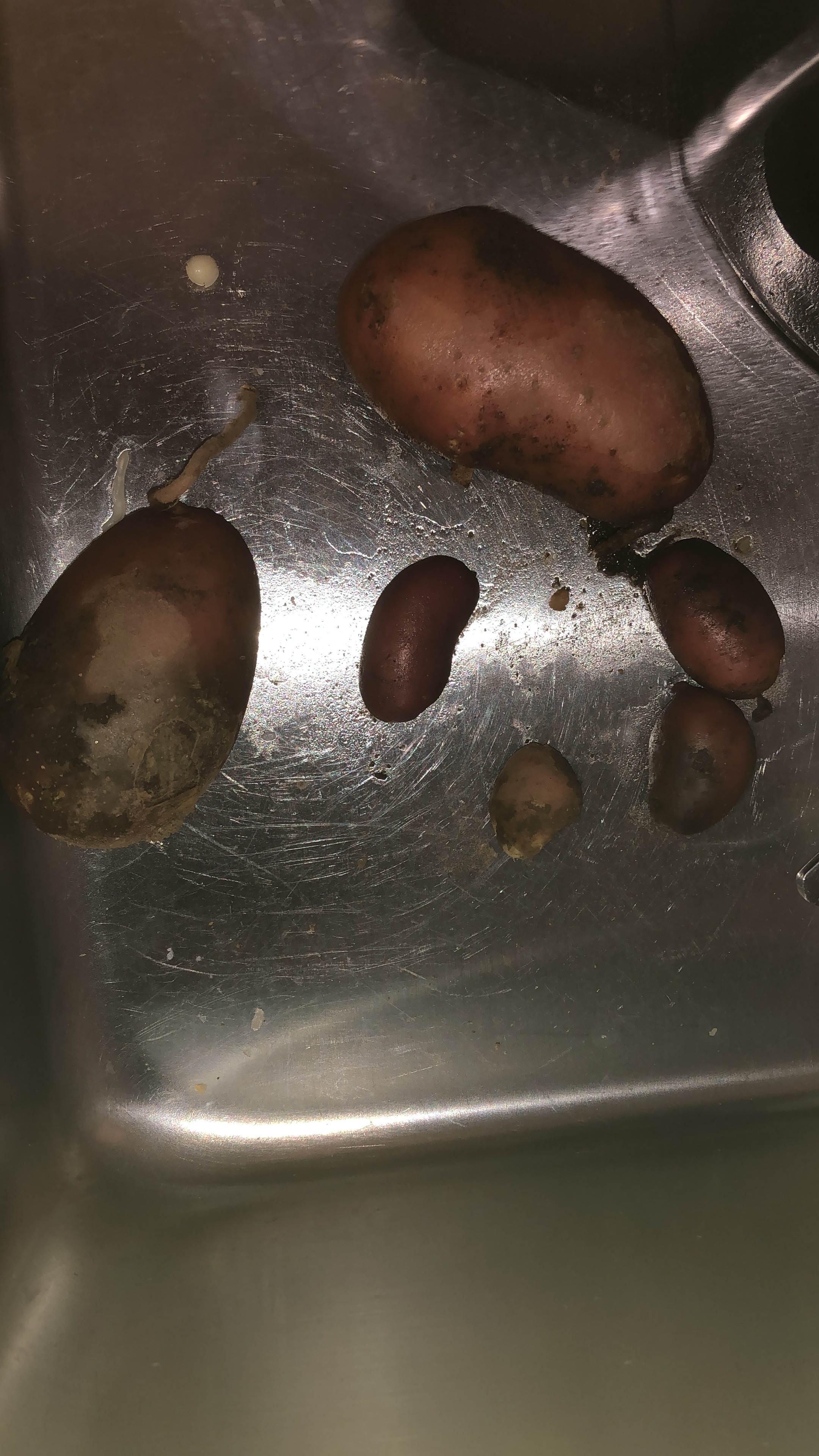 Batatas