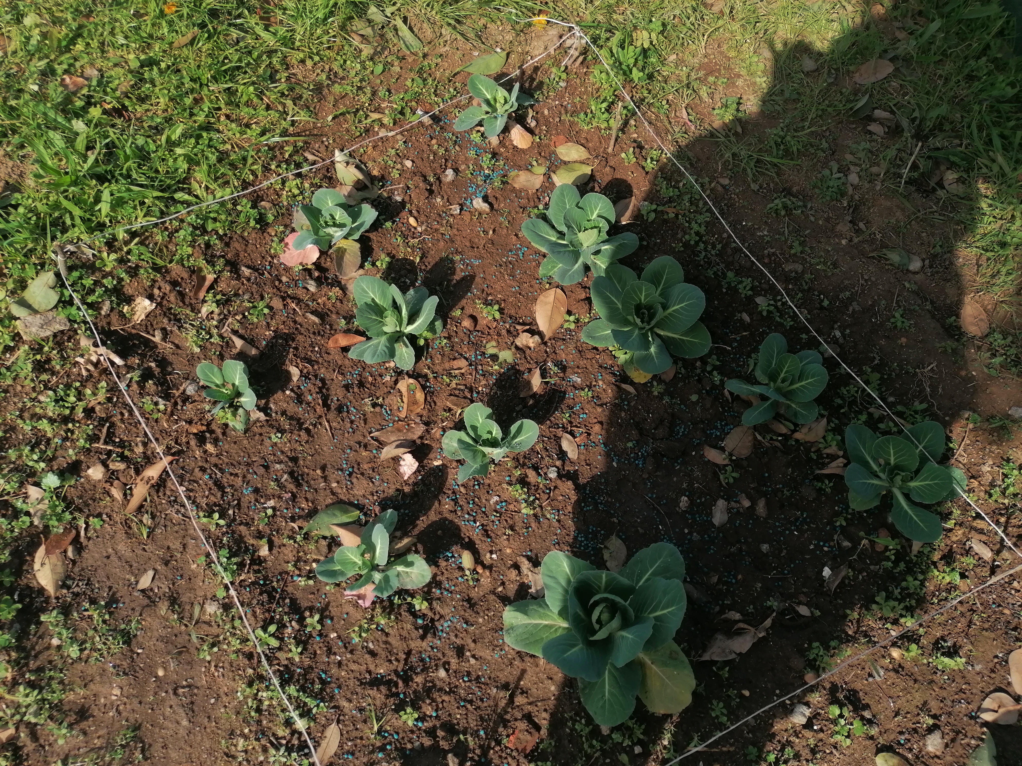 legumes 1