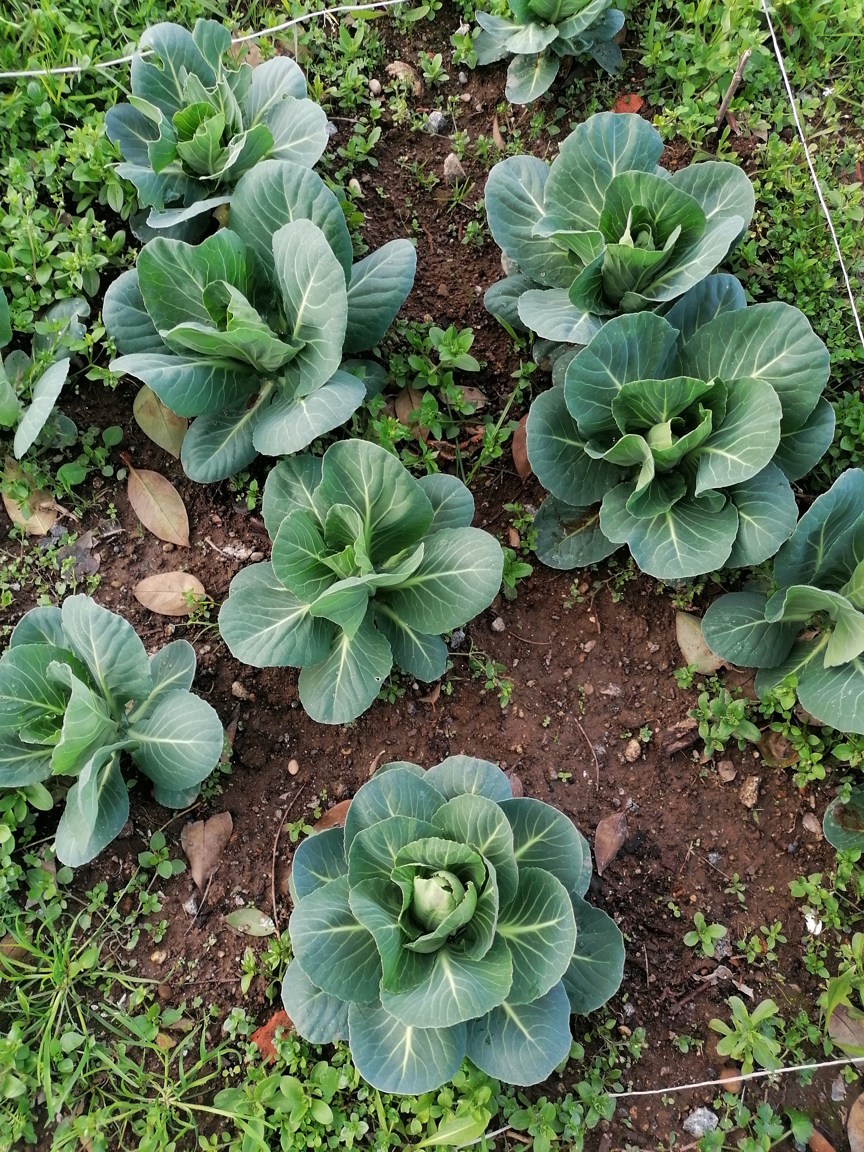 Legumes 3